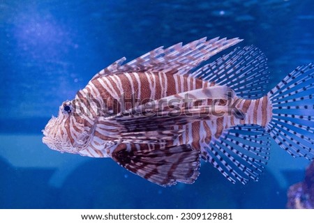 Scorpion fish photo up close in an aquarium. profile photo with background sea ocean corals. brown, white and blue. Scorpaenidae. Pterois volitans. Linnaeus. Poisonous and dangerous fish