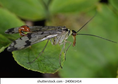 Scorpion Fly 