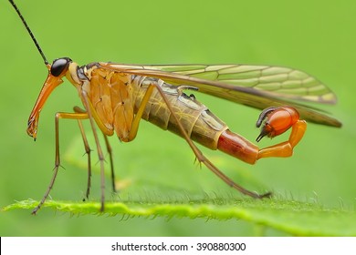 Scorpion Fly