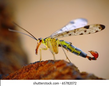 Scorpion Fly