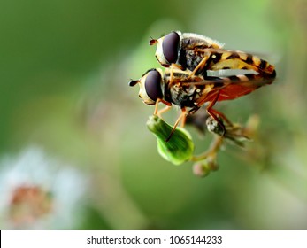 Scorpion Fly In Nature