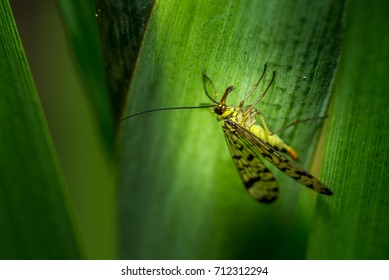 Scorpion Fly On Leaf