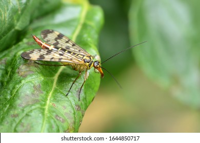 A Scorpion Fly In Search Of Food