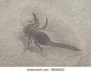 Scorpion Fossil, Late Silurian Period, Passage Gulf, New York