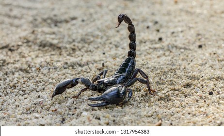 Scorpion is a group of animals with eight feet in the Scorpiones order in the Arachnida class