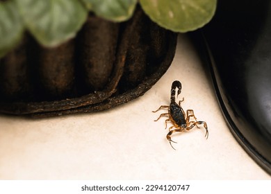 Scorpion inside the bathroom. Venomous animal near the bathroom drain. need for fingering, poisonous scorpion.