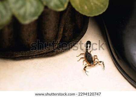 Scorpion inside the bathroom. Venomous animal near the bathroom drain. need for fingering, poisonous scorpion.