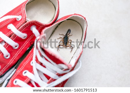 Scorpion inside a sneaker. Venomous animal indoors. danger of stinging. Tityus bahiensis, also known as black scorpion, is a species of scorpion from eastern and central Brazil.