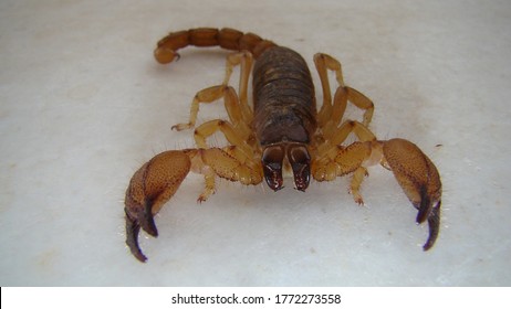 Baby Scorpion Images Stock Photos Vectors Shutterstock