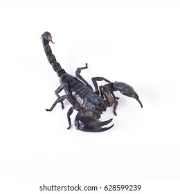 Hand Holding Black Scorpion Stock Photo (Edit Now) 286551467