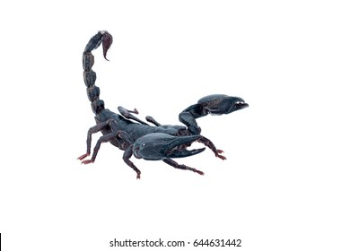 Hand Holding Black Scorpion Stock Photo (Edit Now) 286551467