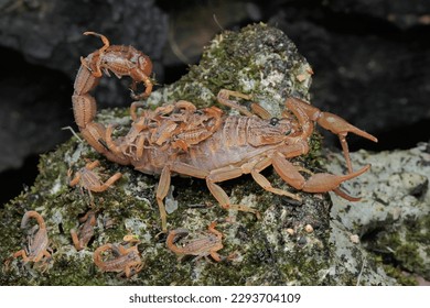 A scorpion mother is holding her babies to protect them from predator attacks. This venomous animal has the scientific name Hottentotta hottentotta.