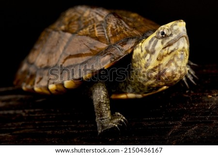 Scorpion Mud Turtle  (Kinosternon scorpioides scorpioides)