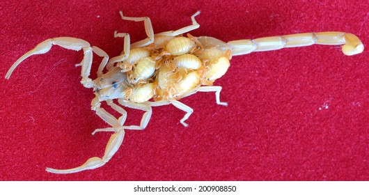 Baby Scorpion Images Stock Photos Vectors Shutterstock