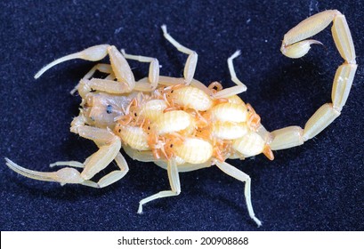 Baby Scorpion High Res Stock Images Shutterstock