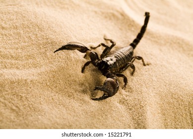 Scorpion On The Sand