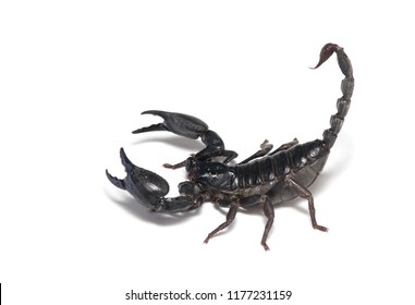 Scorpion on white background.