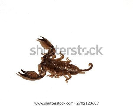 Scorpion on white background. A predatory arachnids with a pair of stinging pincers and a venomous tail.
