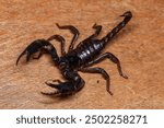 Scorpion on a wooden background. Close up of scorpion