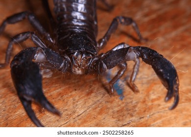 Scorpion on a wooden background. Close up of scorpion