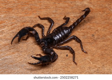 Scorpion on a wooden background. Close up of scorpion