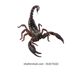 Realistic Scorpion Cartoon Illustration Stock Vector (royalty Free 