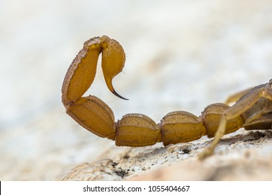 Scorpion Sting In Defensive Mode Against Danger