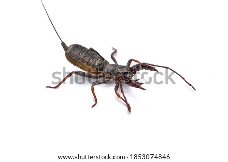 Scorpion Whip strange poisonous creature on white background Vinegaroon