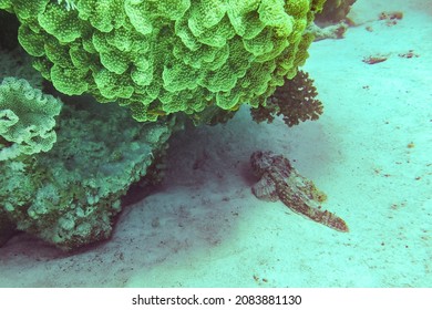 Scorpionfish, Scorpaenidae, Large Poisonous And Dangerous Fish Of The Red Sea