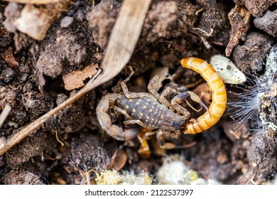 Scorpions Are Eating Prey They Can Hunt.