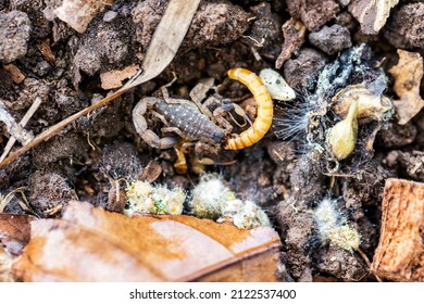 Scorpions Are Eating Prey They Can Hunt.