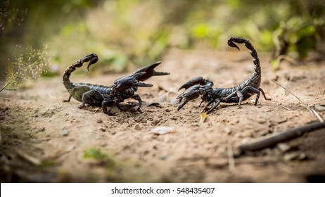 Scorpions Fighting