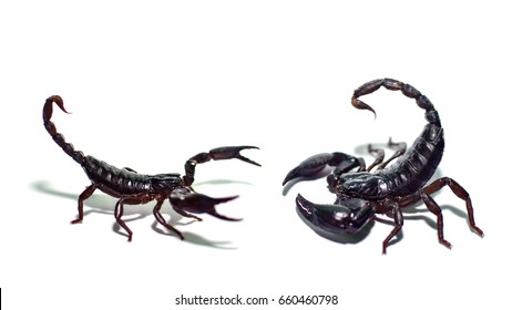 Scorpions fighting isolated  on white background,Black scorpion, 