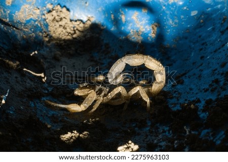 Scorpions are part of a wider group of arthropods called chelicerata