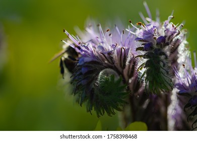 Scorpionweed (Phacelia) In Fine Weather