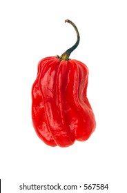 Scotch Bonnet Chili