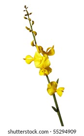 Scotch Broom