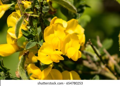 Scotch Broom Flower