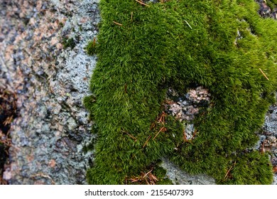 scotch or irish moss growing on a stone in the shape of a heart. Concept of loving to garden.