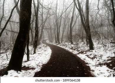 Scotch mist, thick fog hung over the forest path and the wet snow-covered trees of the seaside forest. Unexpected snowfall in the subtropics