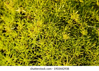 https://www.shutterstock.com/image-photo/scotch-moss-aurea-latin-name-sagina-1903442938