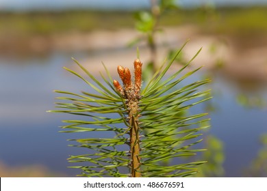 The Scotch Pine