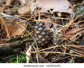 Scotch Pine Cone In A Forest, Poland, Late September 2019