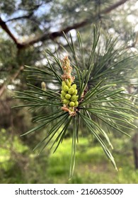 Scotch Pine Flower In Spring