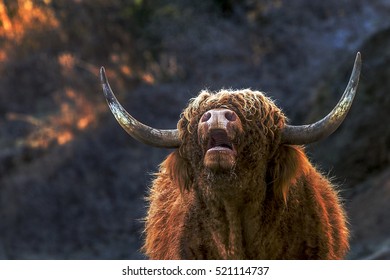 Scotish Bull