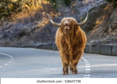 Scotish Bull