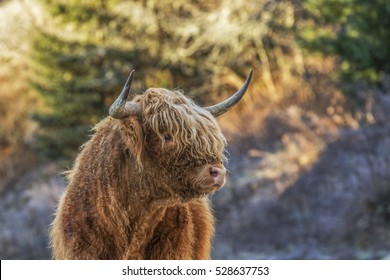 Scotish Bull