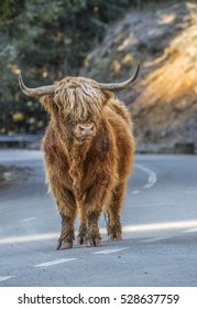 Scotish Bull