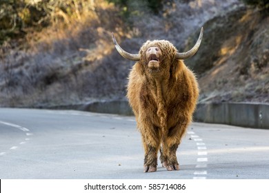 Scotish Bull