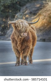 Scotish Bull